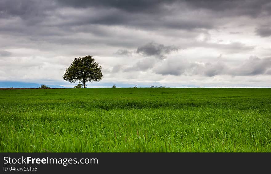 Trre in a meadow