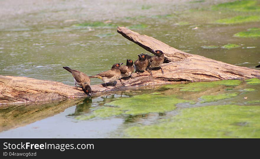 Red-eyed Bulbul - African Way of Life