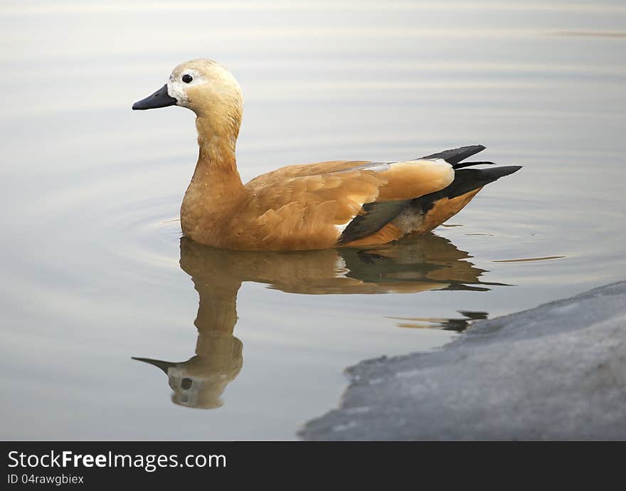 Ruddy sheldduck swimming in a lake in winter