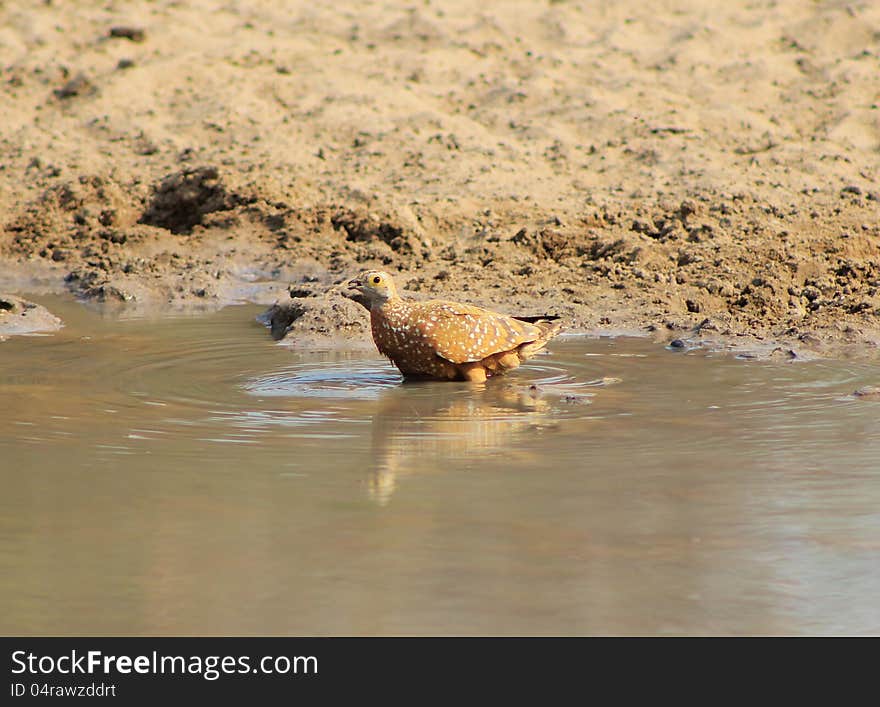 Adult Namaqua Sandgrouse at a watering hole in Namibia, Africa. Adult Namaqua Sandgrouse at a watering hole in Namibia, Africa.