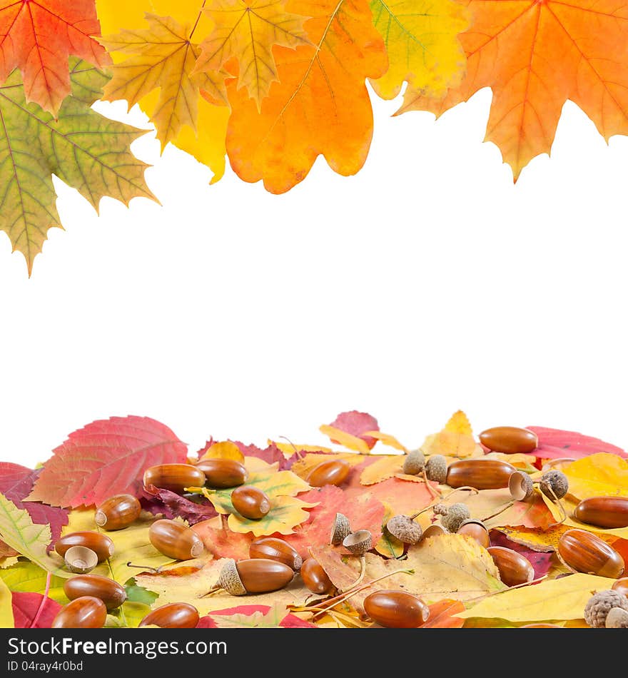 Frame from autumn leaves and acorn with place for your text. Frame from autumn leaves and acorn with place for your text