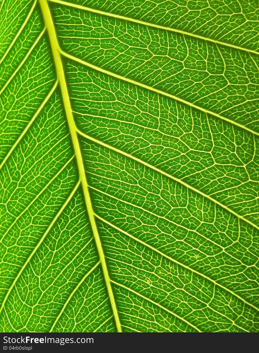 Green leaf surface close up. Background.