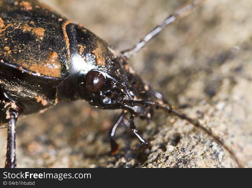 Calosoma maderae