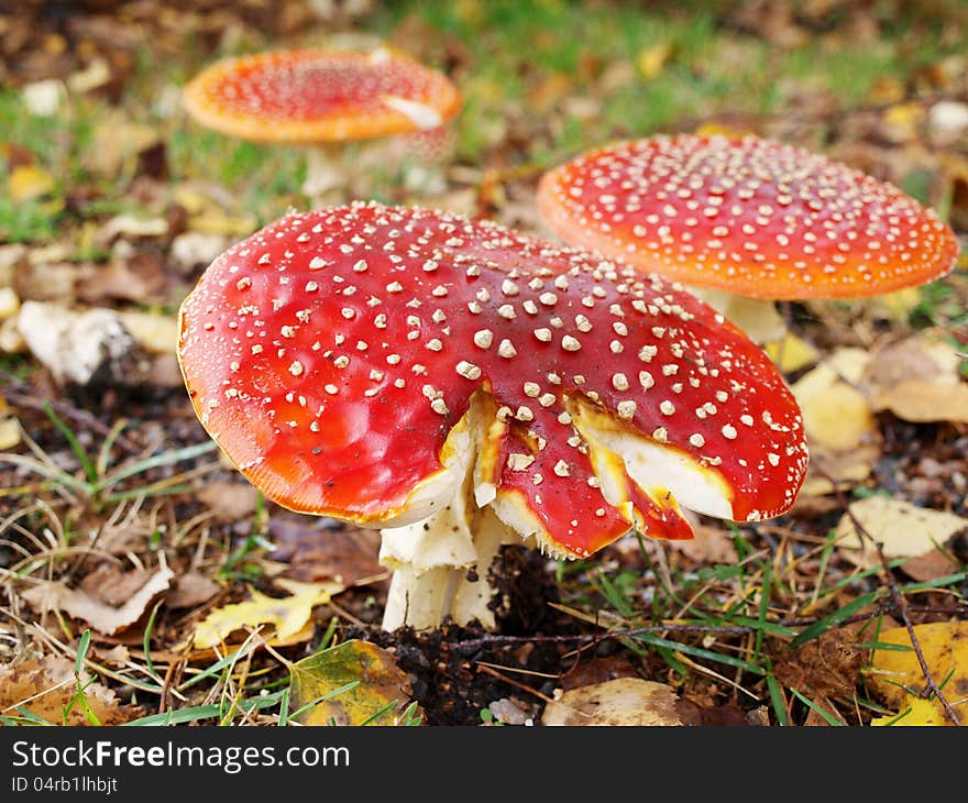 Toadstool mushroom, isolated, closeup in the grass