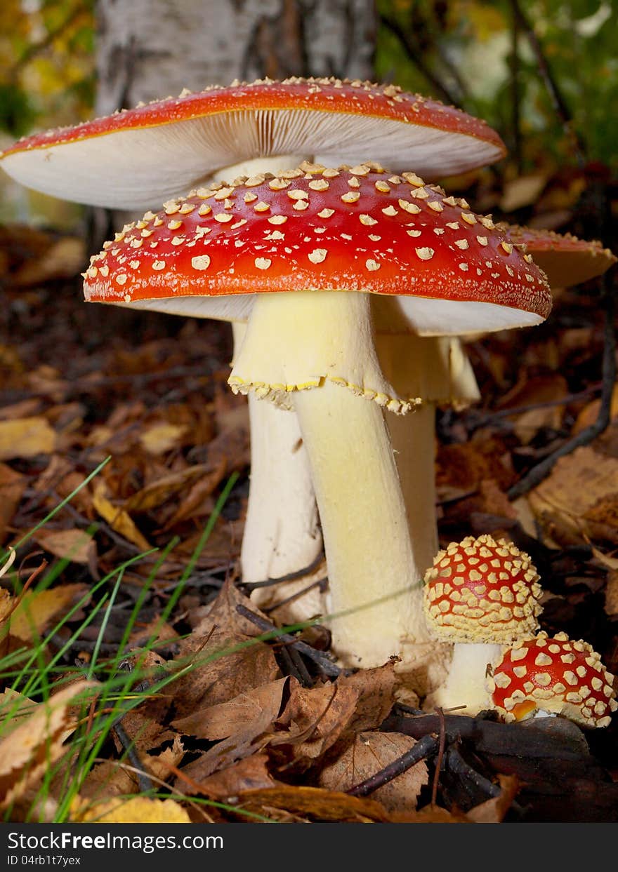 Toadstool mushroom, isolated, closeup in the grass