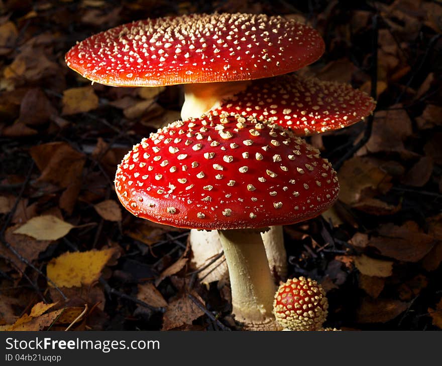 Toadstool mushroom, isolated, closeup in the grass