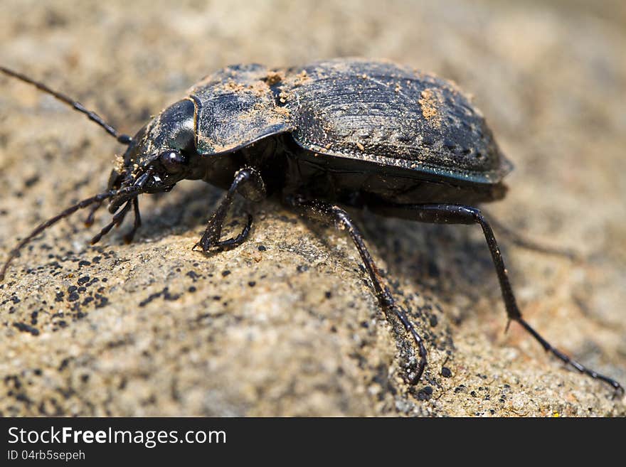 Calosoma maderae