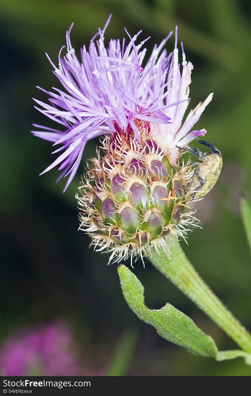 Cynara algarbiensis flower