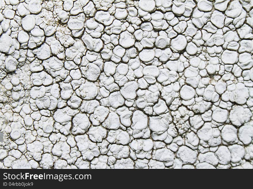 Close view detail of a white ochrolechia parella lichen.