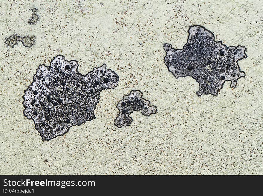 Ochrolechia parella lichen