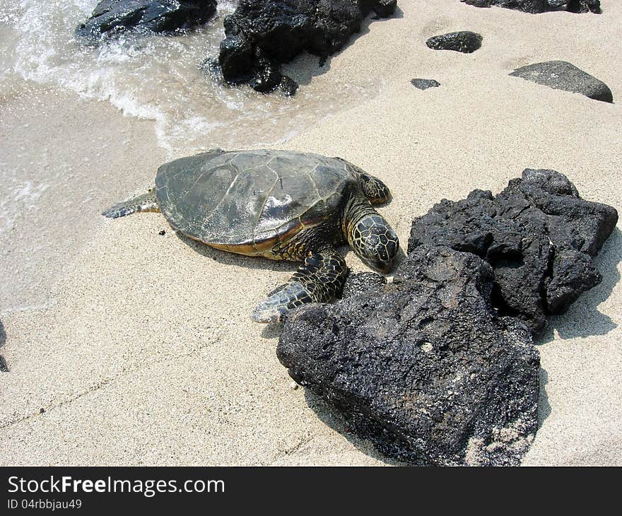 Turtle on a white sandy beach with black rocks