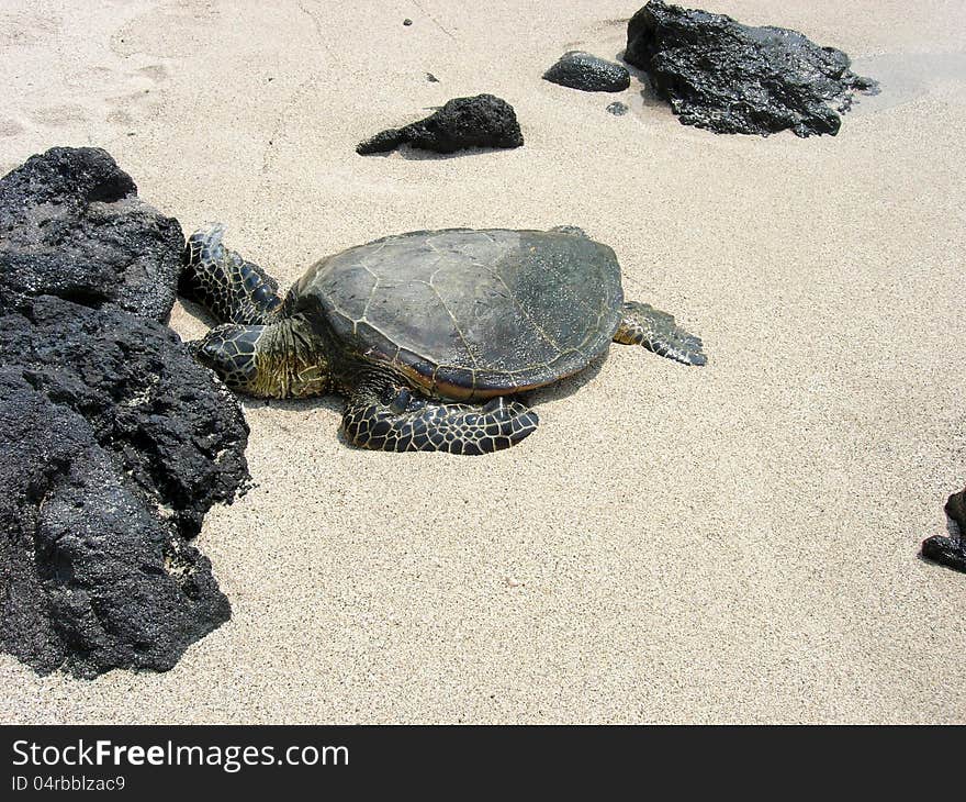 Turtle on a white sandy beach with black rocks