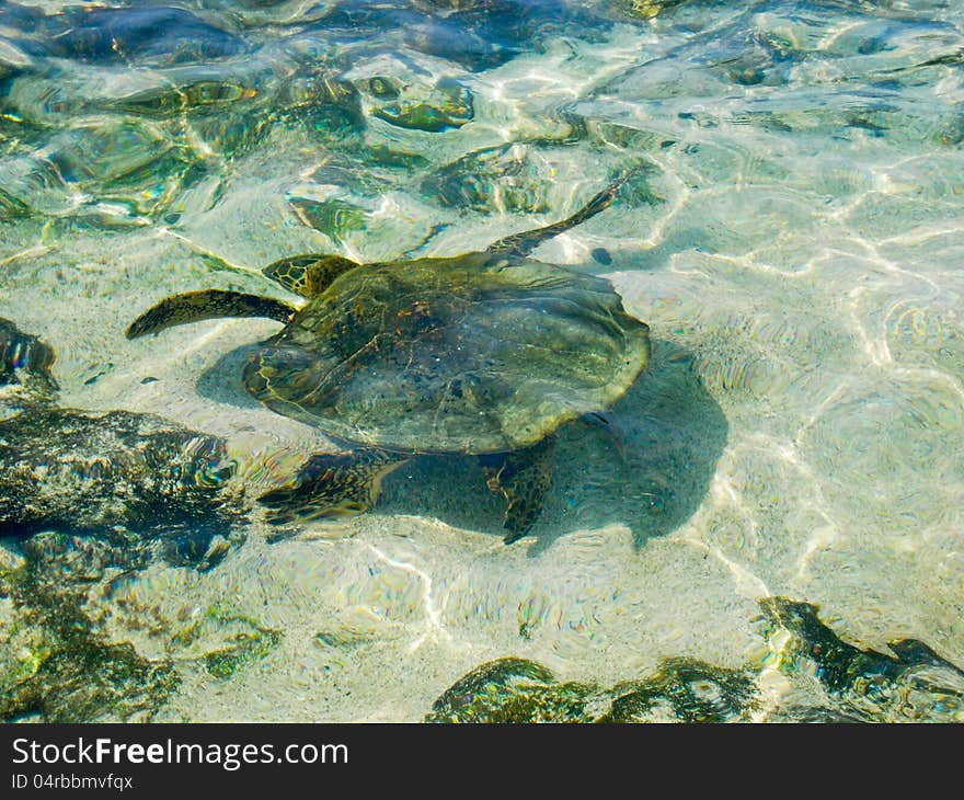 Turtle swimming just under the water