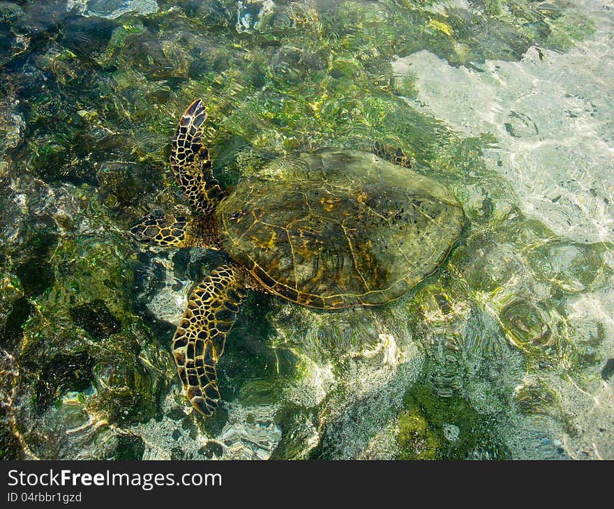 Turtle swimming just under the water