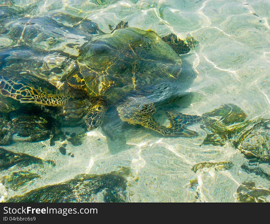 Turtle Swimming