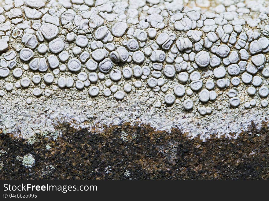 Close view detail of a white ochrolechia parella lichen.