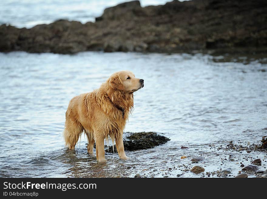 Labrador Retriever