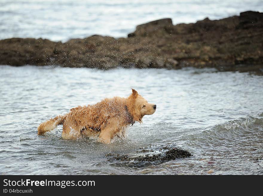 A Labrador Retriever after a swim in the ocean, splashing.