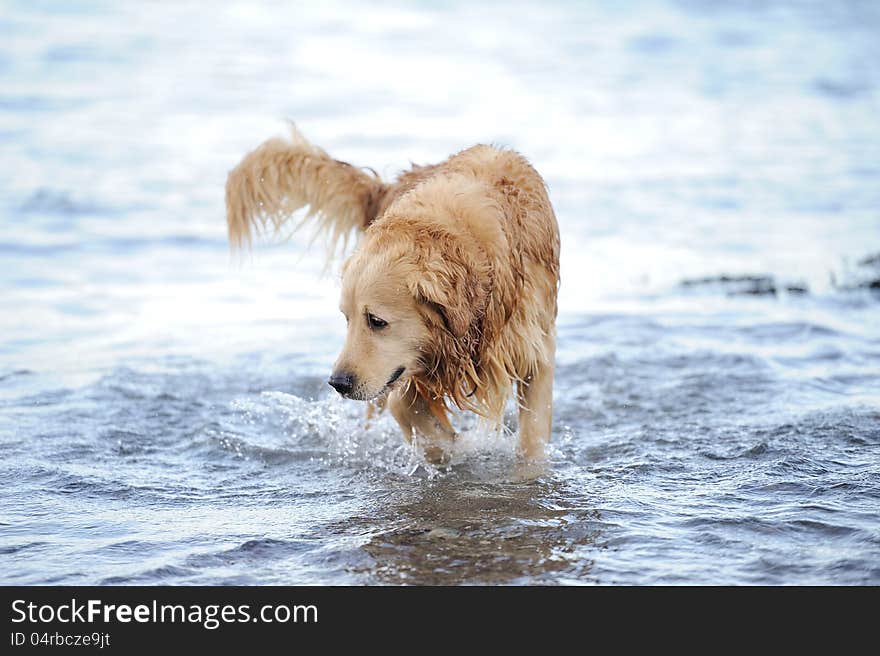 A happy dog after bathing. This photo is suitable for dog advertising. A happy dog after bathing. This photo is suitable for dog advertising.