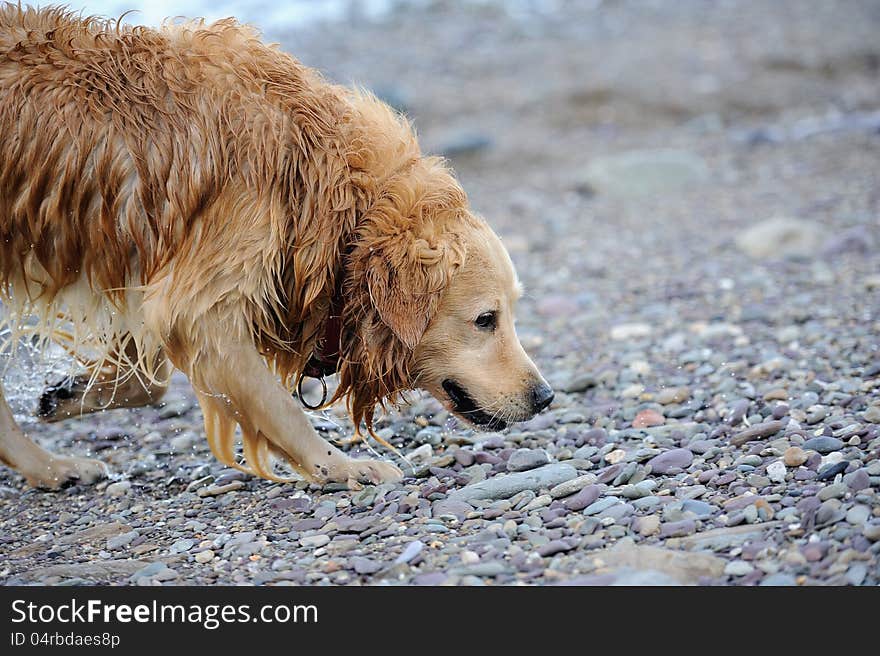 A happy dog after bathing. This photo is suitable for dog advertising. A happy dog after bathing. This photo is suitable for dog advertising.