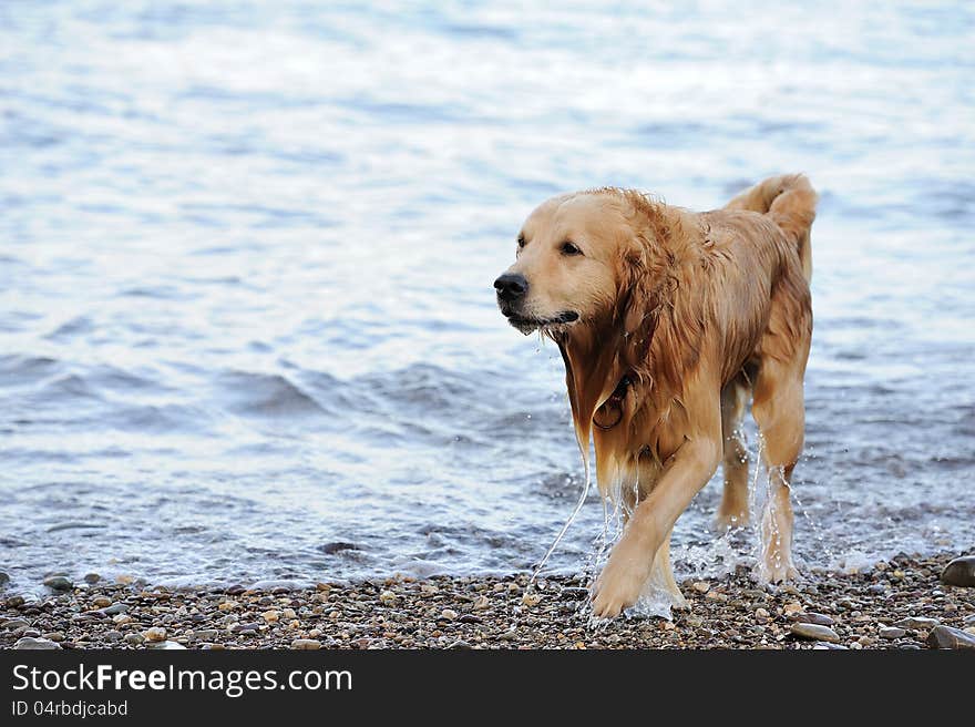 A happy dog after bathing. This photo is suitable for dog advertising. A happy dog after bathing. This photo is suitable for dog advertising.