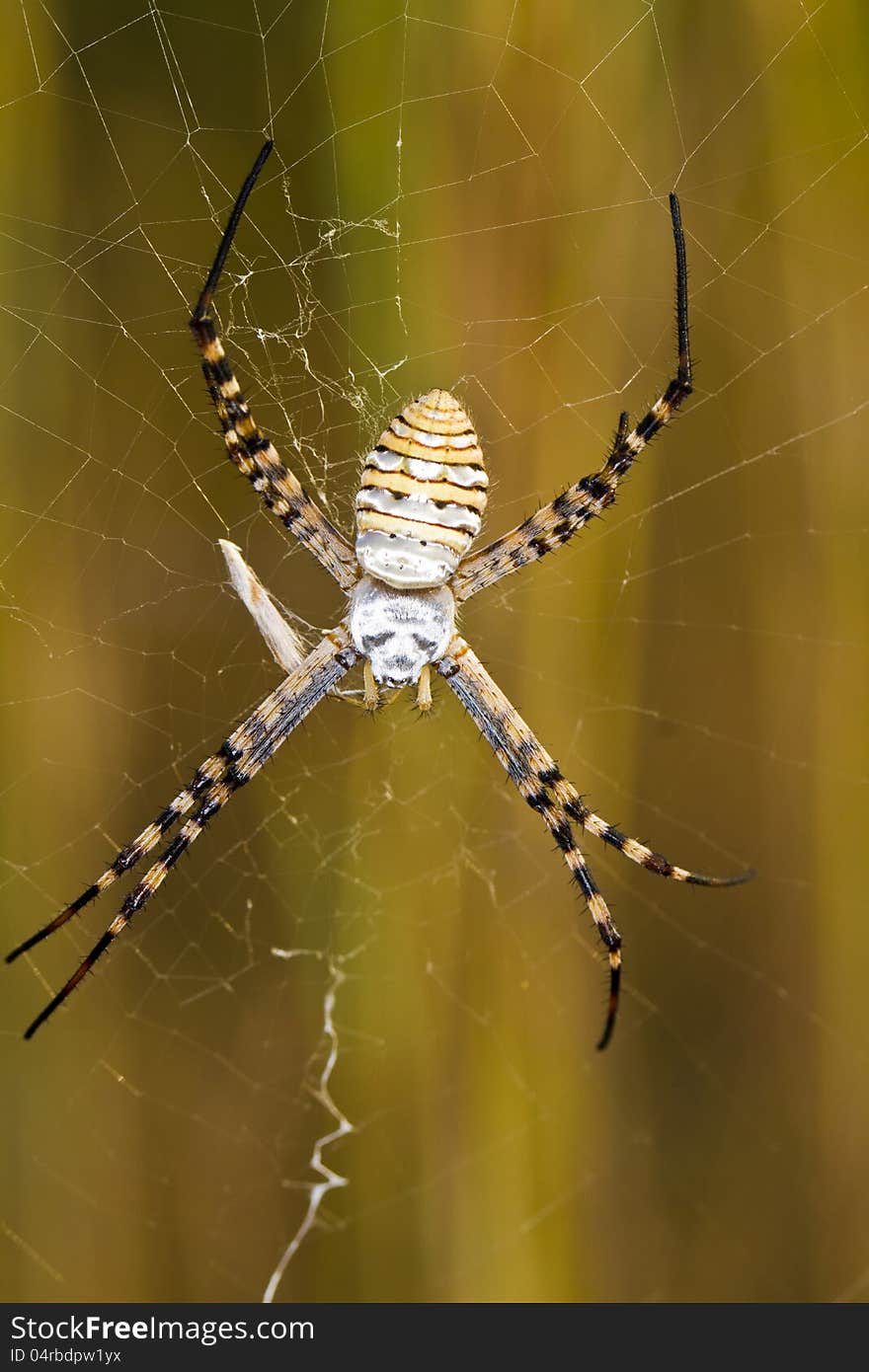 Orb-weaving Spider &x28;Argiope bruennichi&x29