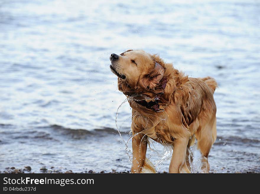 A happy dog after bathing. This photo is suitable for dog advertising. A happy dog after bathing. This photo is suitable for dog advertising.