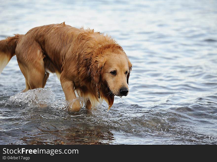 A happy dog after bathing. This photo is suitable for dog advertising. A happy dog after bathing. This photo is suitable for dog advertising.