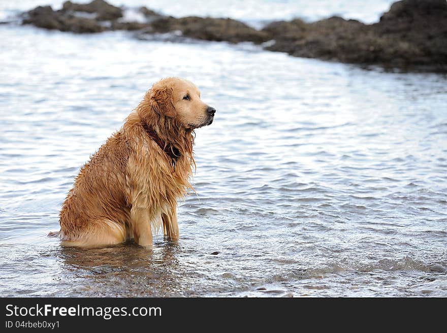 A happy dog sitting in water after bathing. This photo is suitable for dog advertising. A happy dog sitting in water after bathing. This photo is suitable for dog advertising.