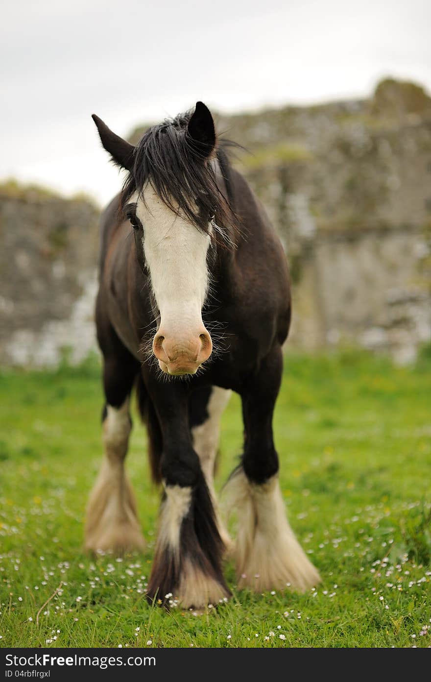 A horse standing on green grass.