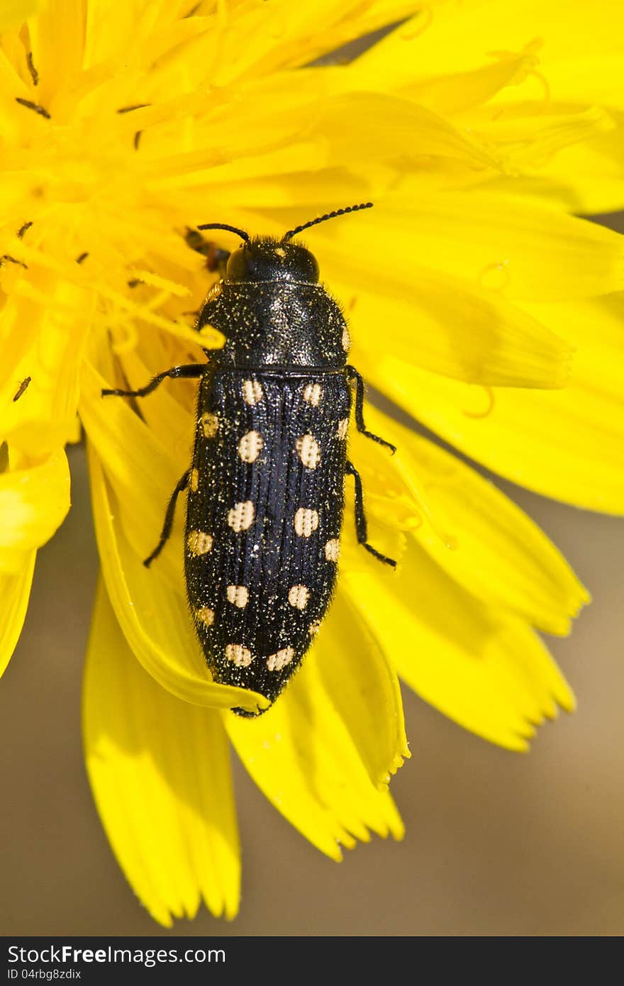 Beetle &x28;Acmaeodera degener&x29