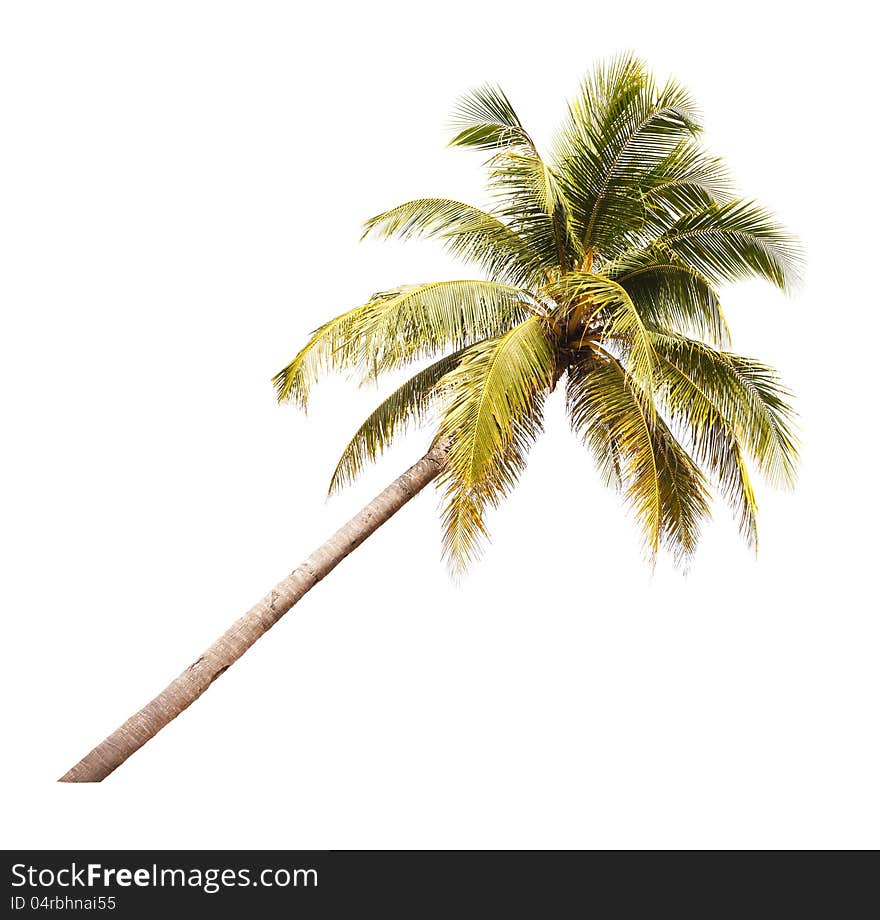 Coconut tree isolated on white