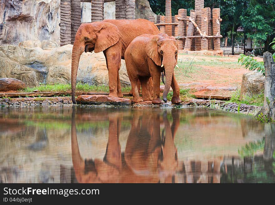 Two african elephant