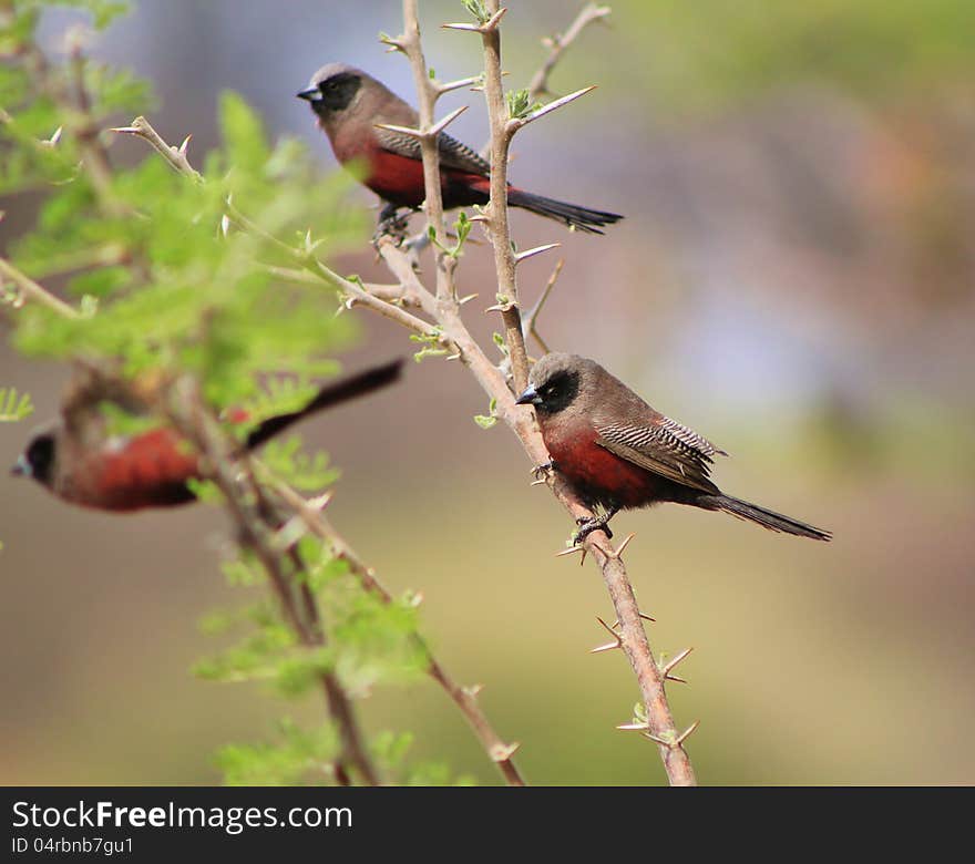 Adult Black-cheeked Waxbills (male) on a branch at a watering hole in Namibia, Africa. Adult Black-cheeked Waxbills (male) on a branch at a watering hole in Namibia, Africa.