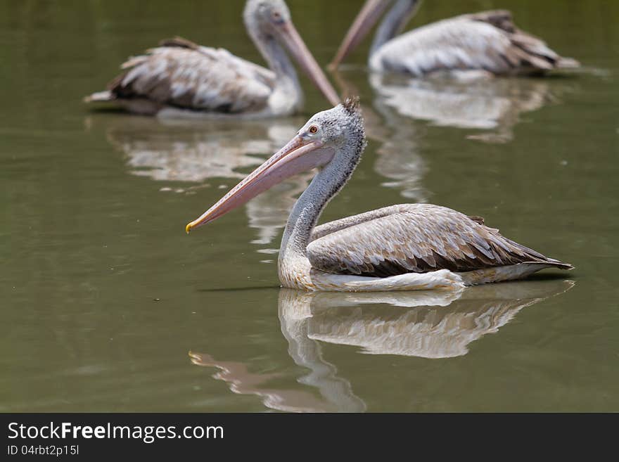 Brown pelican in the lake