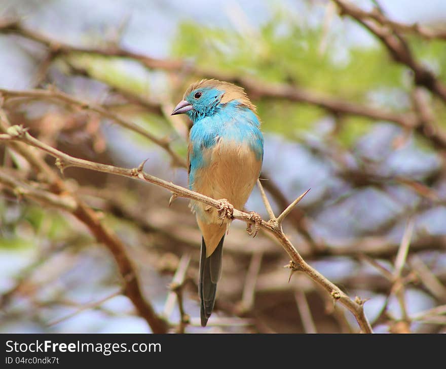 Blue Waxbill on a thornbush branch in Namibia, Africa. Blue Waxbill on a thornbush branch in Namibia, Africa.