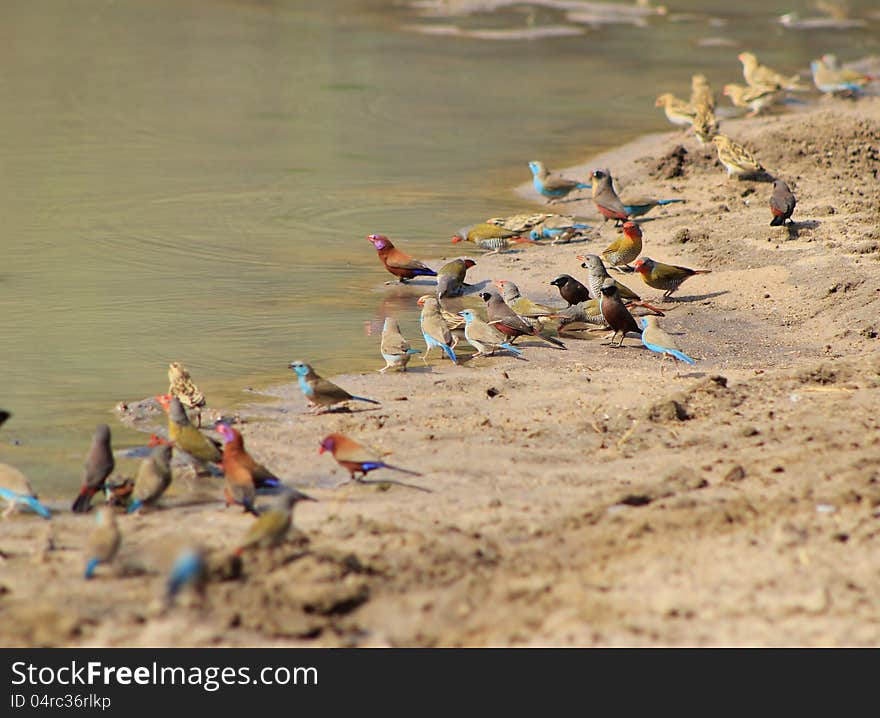 A variety of wild gamebirds at a watering hole in Namibia, Africa. Species include : Violet-eared Waxbill, Blue Waxbill, Black-cheeked Waxbill, Red-eyed Bulbul, Masked Weaver and Melba finch. A variety of wild gamebirds at a watering hole in Namibia, Africa. Species include : Violet-eared Waxbill, Blue Waxbill, Black-cheeked Waxbill, Red-eyed Bulbul, Masked Weaver and Melba finch.