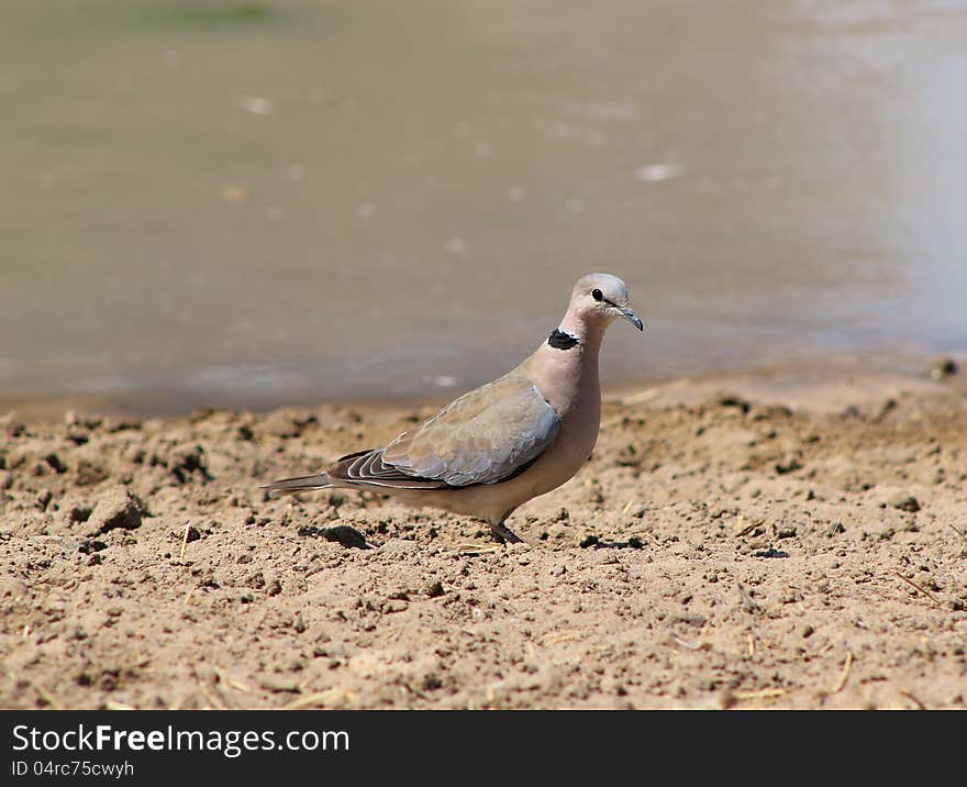 An adult Cape Turtle Dove at a watering hole in Namibia, Africa. An adult Cape Turtle Dove at a watering hole in Namibia, Africa.