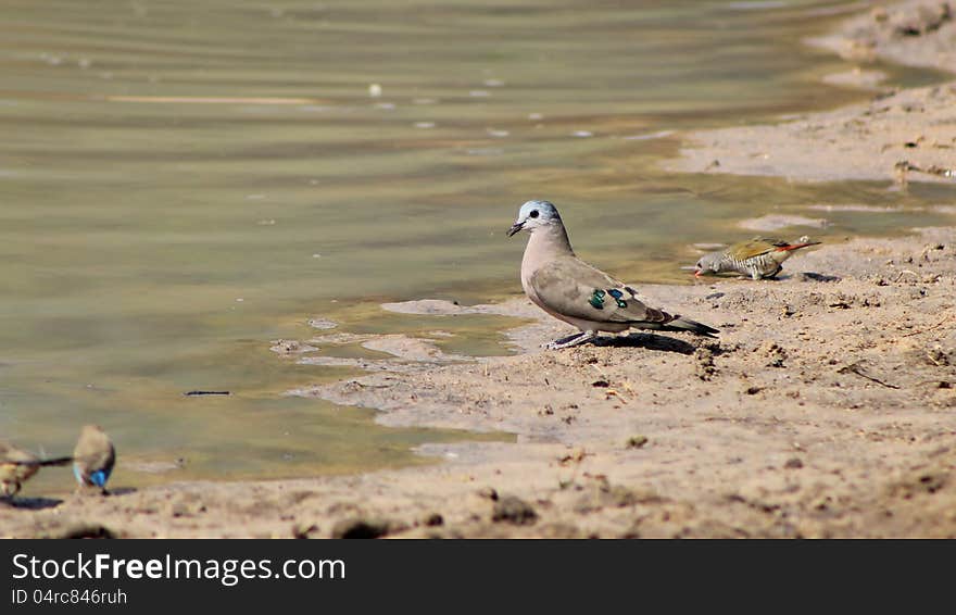 An adult Emrald-spotted Dove at a watering hole in Namibia, Africa. An adult Emrald-spotted Dove at a watering hole in Namibia, Africa.