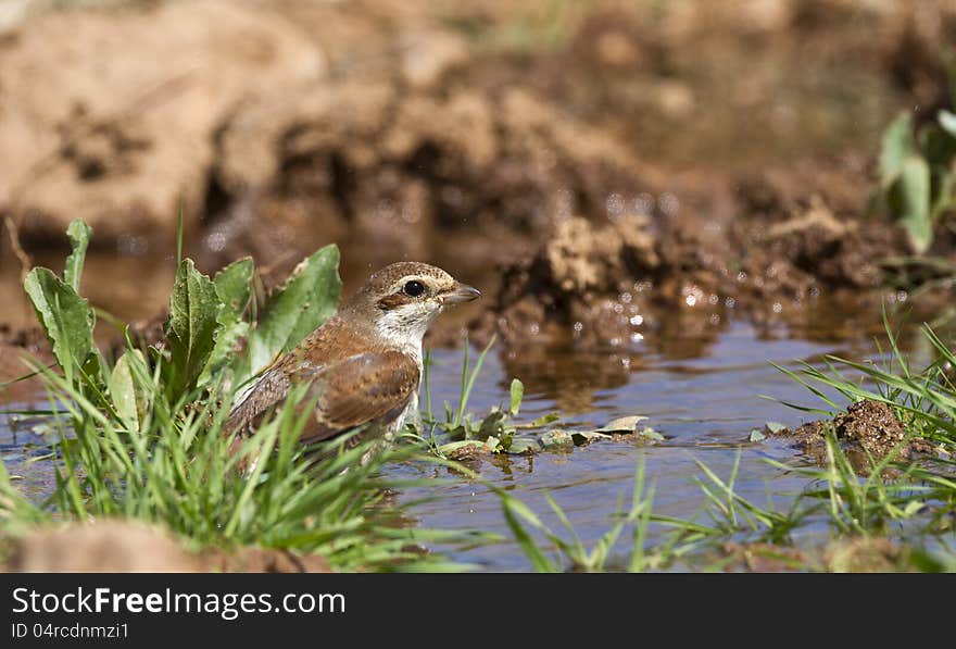 Red-backed Shrike