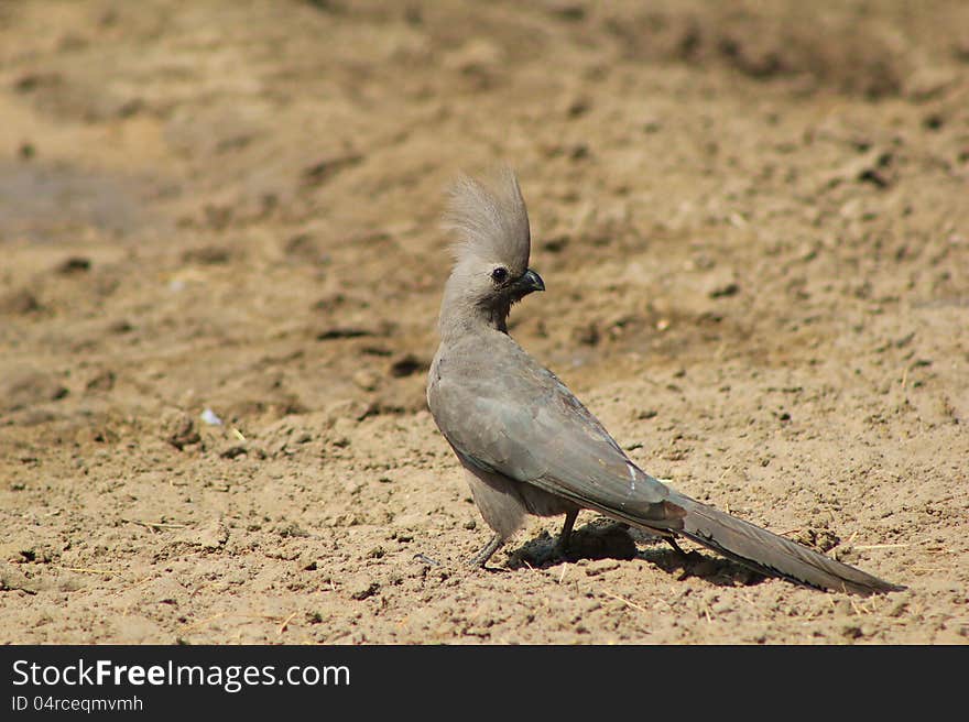 Adult Grey Lourie at a watering hole on a game ranch in Namibia, Africa. Adult Grey Lourie at a watering hole on a game ranch in Namibia, Africa.