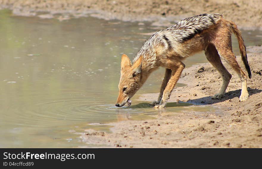 An adult Black-backed Jackal drinking water on a game ranch in Namibia, Africa. An adult Black-backed Jackal drinking water on a game ranch in Namibia, Africa.