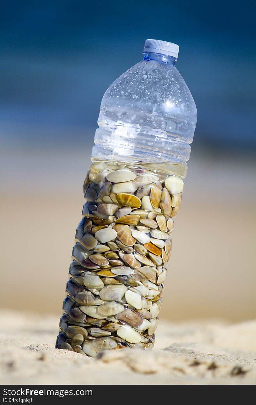 Bottle with donax clams