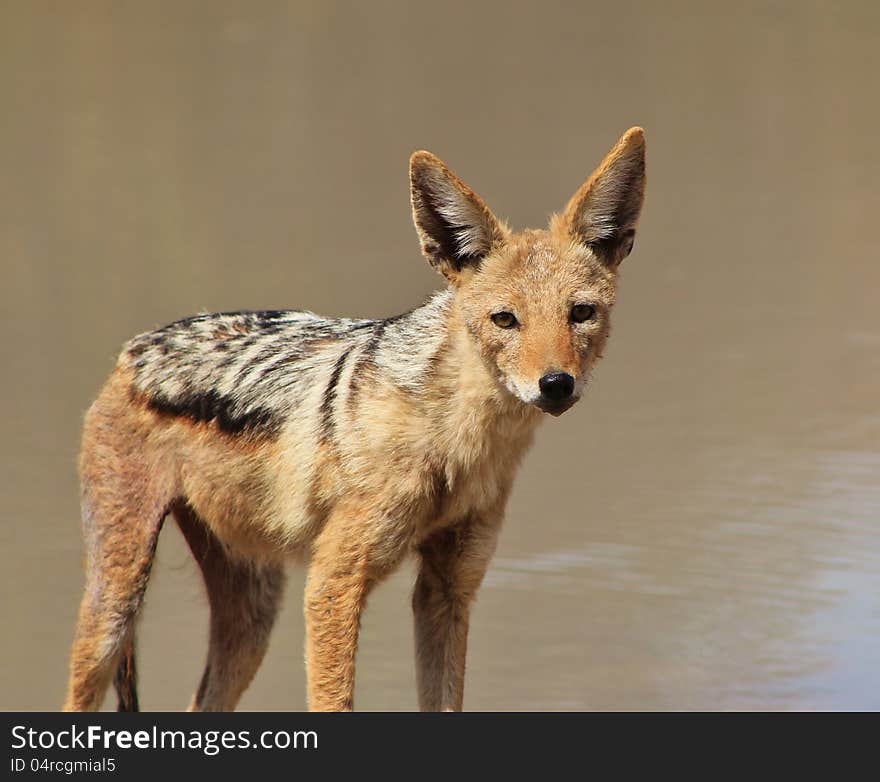 An adult Black-backed Jackal at a watering hole on a game ranch in Namibia, Africa. An adult Black-backed Jackal at a watering hole on a game ranch in Namibia, Africa.