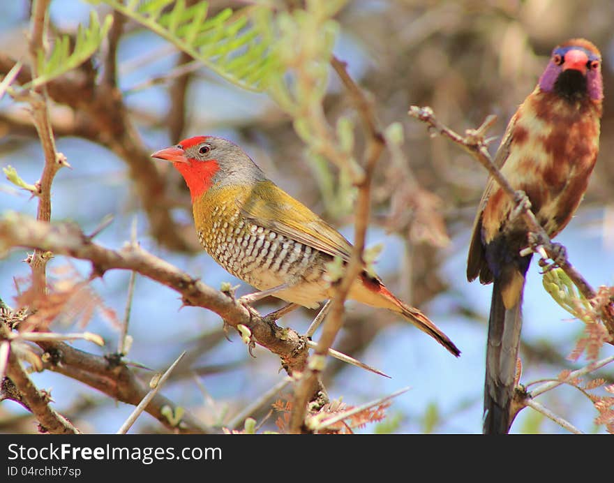 Melba Finch And Violet-eared Waxbill - Red Face