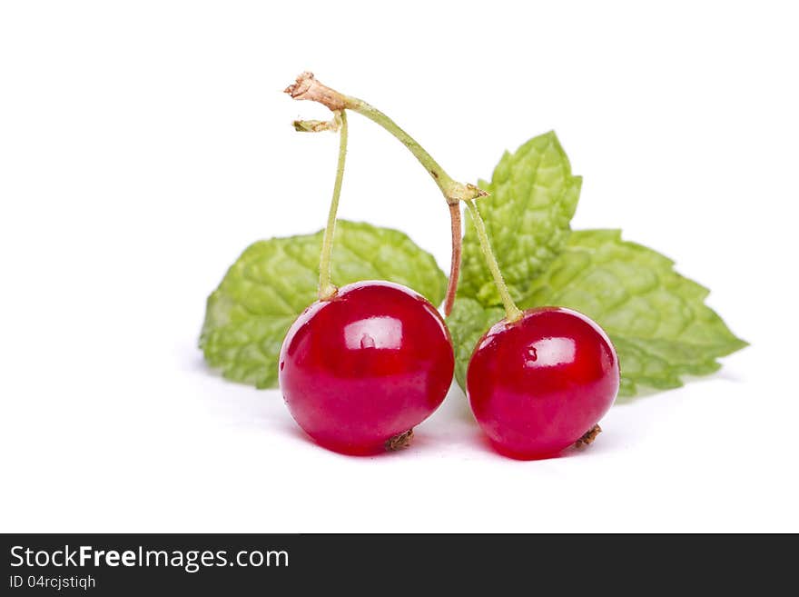 Tasty Red Currant Berries