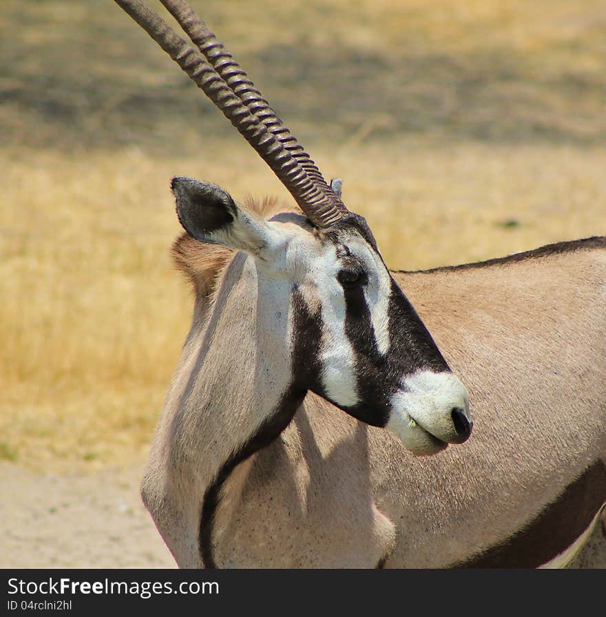 An Oryx cow at a watering hole on a game ranch in Namibia, Africa. An Oryx cow at a watering hole on a game ranch in Namibia, Africa