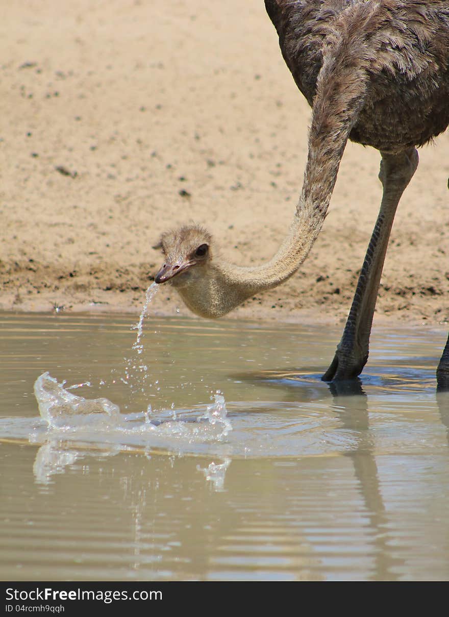 An adult female Ostrich drinking water.  Photo taken on a game ranch in Namibia, Africa. An adult female Ostrich drinking water.  Photo taken on a game ranch in Namibia, Africa.