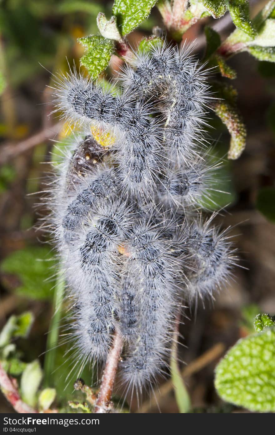 Close view detail of a swarm of euphydryas aurinia caterpillars.