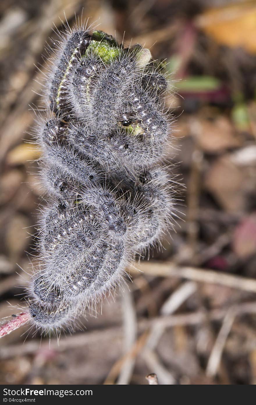 Close view detail of a swarm of euphydryas aurinia caterpillars.